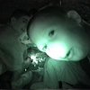 Clip_45