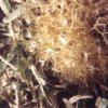 seabase4