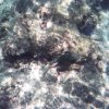seabase6