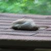 IMG_0423