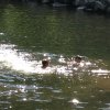 6-22_Creek5