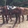 6-22_Horseback2